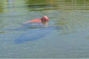 Florida man Rides Manatee, Talks Smack to Cops