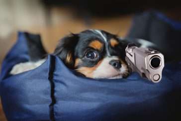 Florida Man Tries to Shoot Puppy, Puppy Shoots Him Instead