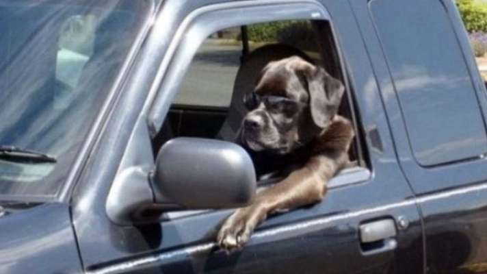 Florida Man Pulled over During Traffic Stop Claims Dog Was Driving