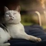 Florida Man Breaks into Woman's Home to Pet Family Cat