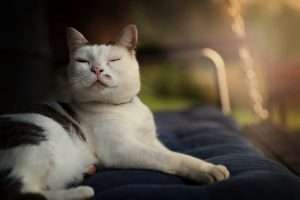 Florida Man Breaks into Woman's Home to Pet Family Cat