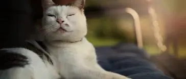 Florida Man Breaks into Woman's Home to Pet Family Cat