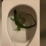Florida Man March 16 Calls 911 Iguana in Toilet