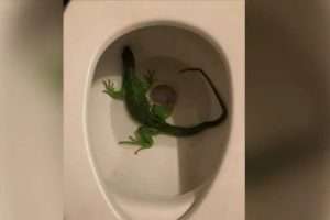 Florida Man March 16 Calls 911 Iguana in Toilet