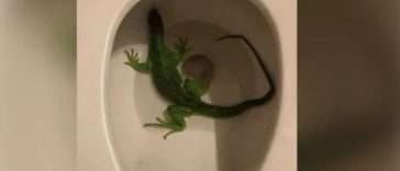 Florida Man March 16 Calls 911 Iguana in Toilet