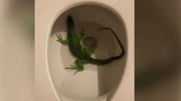 Florida Man March 16 Calls 911 Iguana in Toilet