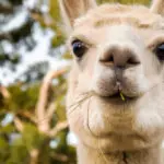 Florida Man Driving Car Full of Stolen Mail Crashes into Trailer Full of Alpacas