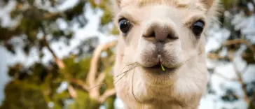 Florida Man Driving Car Full of Stolen Mail Crashes into Trailer Full of Alpacas