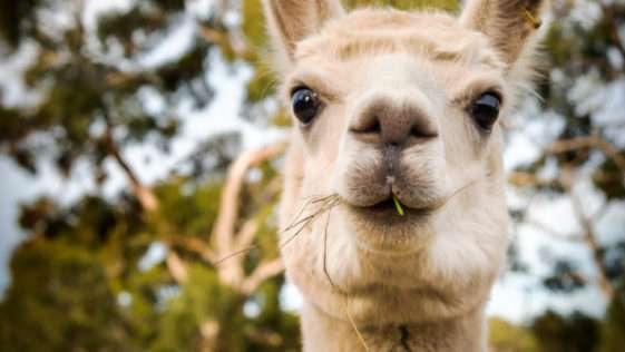 Florida Man Driving Car Full of Stolen Mail Crashes into Trailer Full of Alpacas