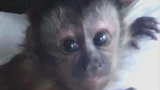 Florida Man Offers $10,000 for Safe Return of His Stolen Monkey