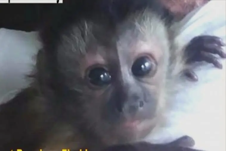 Florida Man Offers $10,000 for Safe Return of His Stolen Monkey