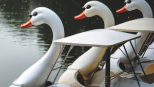 Florida Man Steals Swan Boat, Gets Stranded on Lake Eola Fountain