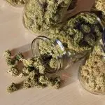 Florida Man Stuffs a Pound of Marijuana in His Pants During Traffic Stop