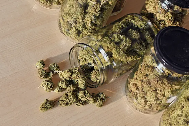 Florida Man Stuffs a Pound of Marijuana in His Pants During Traffic Stop