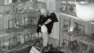 Florida Man Wearing Bucket on Head Breaks into Store to Steals Pigeons