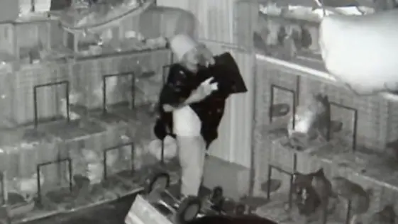 Florida Man Wearing Bucket on Head Breaks into Store to Steals Pigeons