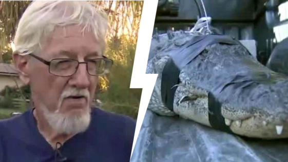 80 Year Old Florida Man Fights Alligator