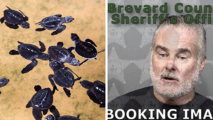 Florida Man Threatens to Destroy Everyone with his Army of Turtles