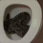 Florida Man Attacked by Python Hiding in Toilet