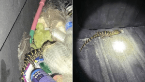 Florida Woman Pulls Alligator out of Pants During Traffic Stop. May 6
