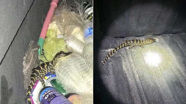 Florida Woman Pulls Alligator out of Pants During Traffic Stop. May 6