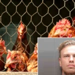Florida Man Threatens Man with Ax, Steals and Crashes Car, Found Naked Hiding in Chicken Coop