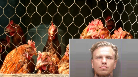 Florida Man Threatens Man with Ax, Steals and Crashes Car, Found Naked Hiding in Chicken Coop