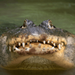 Florida Man Pries Open Gator's Mouth to Get His Dog Back