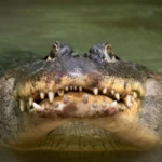 Florida Man Pries Open Gator's Mouth to Get His Dog Back