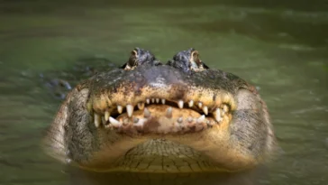 Florida Man Pries Open Gator's Mouth to Get His Dog Back