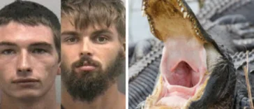Florida Man Tries to Get Alligator Drunk, Gets Bitten