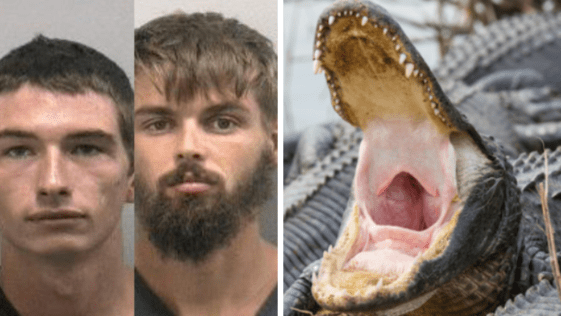 Florida Man Tries to Get Alligator Drunk, Gets Bitten